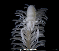 Crinoid shrimp by Alex Permiakov 